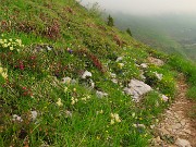 Al Rifugio Capanna 2000 da Alpe Arera ad anello-1GIUGNO25: splendide fioriture !- FOTOGALLERY